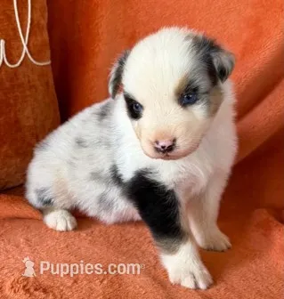 Magnum Force – Australian Shepherd puppy for sale in Monroe, TN