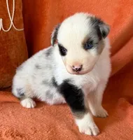 Magnum Force, a male Australian Shepherd for sale in Monroe, TN – 1 of 2