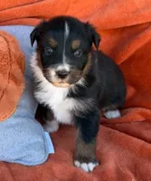 Captain Midnight, a male Australian Shepherd for sale in Monroe, TN – 3 of 3