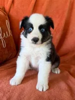 Pistol Pete, a male Australian Shepherd for sale in Monroe, TN – 3 of 3