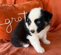Pistol Pete, a male Australian Shepherd for sale in Monroe, TN – 2 of 3