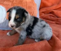 Blue Ranger, a male Australian Shepherd for sale in Monroe, TN – 2 of 4
