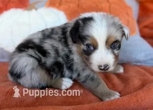 Deputy Chief – Australian Shepherd puppy for sale in Monroe, TN