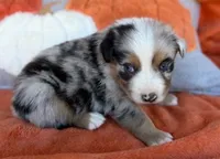 Deputy Chief, a male Australian Shepherd for sale in Monroe, TN – 1 of 4