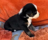 Lady Raven, a female Australian Shepherd for sale in Monroe, TN – 2 of 3