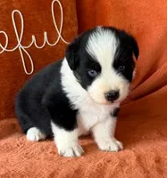 Target, a male Australian Shepherd for sale in Monroe, TN – 2 of 2