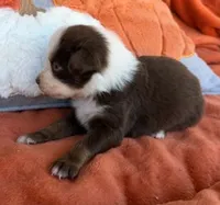 Scarlet Princess, a female Australian Shepherd for sale in Monroe, TN – 3 of 4