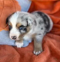 Deputy Chief, a male Australian Shepherd for sale in Monroe, TN – 4 of 4