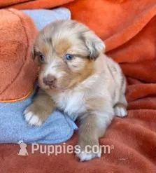 Crimson Queen – Australian Shepherd puppy for sale in Monroe, TN