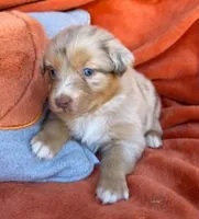 Crimson Queen, a female Australian Shepherd for sale in Monroe, TN – 1 of 3