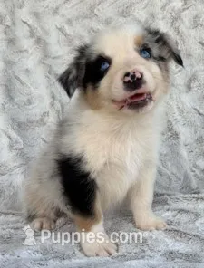 Magnum Force – Australian Shepherd puppy for sale in Monroe, TN