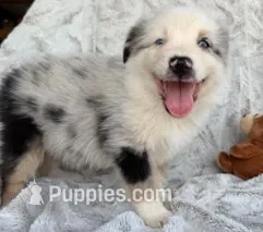 Bullet Proof – Australian Shepherd puppy for sale in Monroe, TN