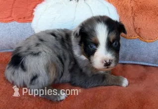 Blue Ranger – Australian Shepherd puppy for sale in Monroe, TN