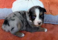 Blue Ranger, a male Australian Shepherd for sale in Monroe, TN – 1 of 4