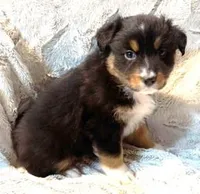 Digger, a male Australian Shepherd for sale in Monroe, TN – Photo 3 of 8