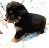 Digger, a male Australian Shepherd for sale in Monroe, TN – Photo 5 of 8