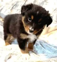 Digger, a male Australian Shepherd for sale in Monroe, TN – Photo 1 of 8