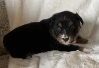 Digger, a male Australian Shepherd for sale in Monroe, TN – Photo 7 of 8