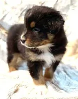 Digger, a male Australian Shepherd for sale in Monroe, TN – Photo 2 of 8