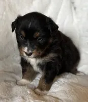 Digger, a male Australian Shepherd for sale in Monroe, TN – Photo 6 of 8