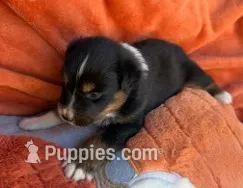 Captain Midnight – Australian Shepherd puppy for sale in Monroe, TN