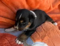 Captain Midnight, a male Australian Shepherd for sale in Monroe, TN – 1 of 3