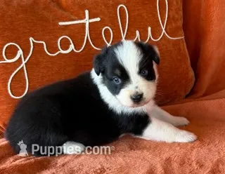 Henry USA – Australian Shepherd puppy for sale in Monroe, TN