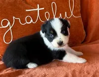 Henry USA, a male Australian Shepherd for sale in Monroe, TN – 1 of 2