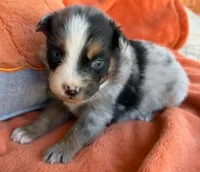 Blue Ranger, a male Australian Shepherd for sale in Monroe, TN – 3 of 4