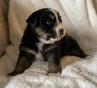 Hopper, a female Australian Shepherd for sale in Monroe, TN – Photo 6 of 8