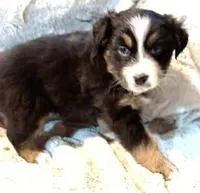 Hopper, a female Australian Shepherd for sale in Monroe, TN – Photo 2 of 8
