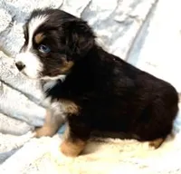 Hopper, a female Australian Shepherd for sale in Monroe, TN – Photo 4 of 8