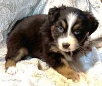 Hopper, a female Australian Shepherd for sale in Monroe, TN – Photo 1 of 8