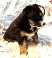 Hopper, a female Australian Shepherd for sale in Monroe, TN – Photo 5 of 8