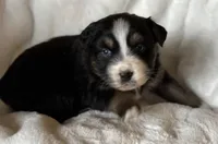 Hopper, a female Australian Shepherd for sale in Monroe, TN – Photo 8 of 8