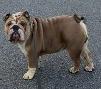 Cairo, a male English Bulldog for sale in Marietta, GA – Photo 2 of 2