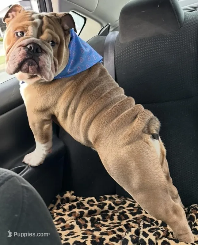 Cairo – English Bulldog puppy for sale in Marietta, GA
