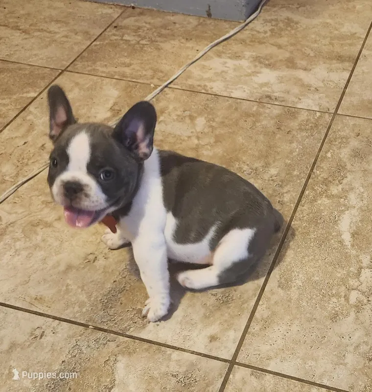Piper/AKC FULL registration 11 – French Bulldog puppy for sale in Phoenix, AZ
