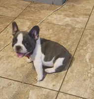 Piper/AKC FULL registration 11, a male French Bulldog for sale in Phoenix, AZ – 1 of 4