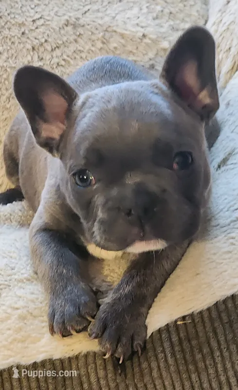 Paige/HOLD  – French Bulldog puppy for sale in Phoenix, AZ