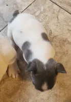 Pepper/HOLD , a male French Bulldog for sale in Phoenix, AZ – 2 of 3