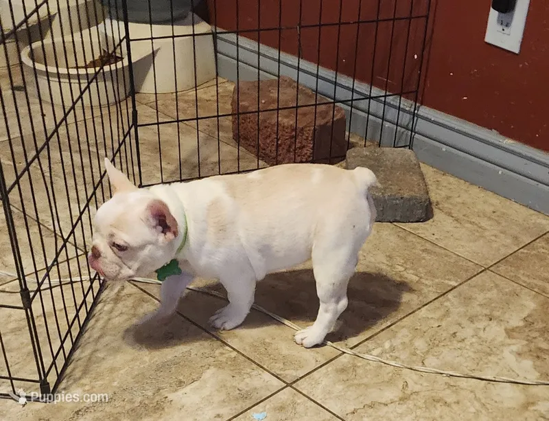 Opal/FULL AKC REGISTRATION  – French Bulldog puppy for sale in Phoenix, AZ