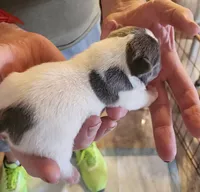 Pepper/FULL AKC registered , a male French Bulldog for sale in Phoenix, AZ – 2 of 2