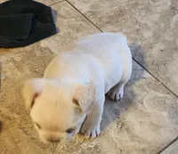 Ona/Cream/FULL AKC REGISTRATION , a male French Bulldog for sale in Phoenix, AZ – 2 of 6