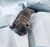 Page/FULL AKC registration , a female French Bulldog for sale in Phoenix, AZ – 1 of 2