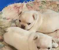 Ona/FULL AKC REGISTRATION , a male French Bulldog for sale in Phoenix, AZ – 2 of 6