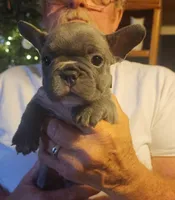 Rose-pink collar , a female French Bulldog for sale in Phoenix, AZ – 1 of 4