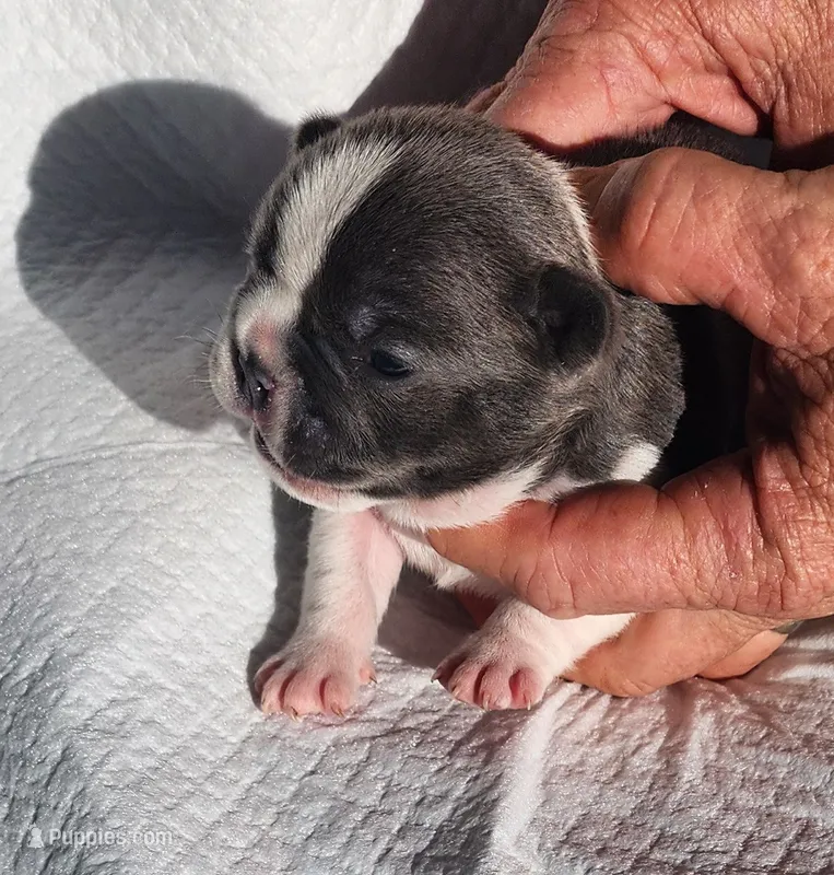 Piper/FULL AKC Registration  – French Bulldog puppy for sale in Phoenix, AZ