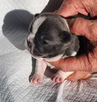 Piper/Blue & white/FULL AKC Registration , a male French Bulldog for sale in Phoenix, AZ – 1 of 6