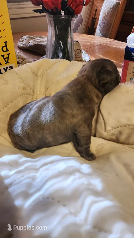 Page/Blue-brindle/FULL AKC registration  – French Bulldog puppy for sale in Phoenix, AZ